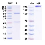 SDS-PAGE - Indatuximab Biosimilar - Anti-Syndecan 1 Antibody - BSA and Azide free (A338595) - Antibodies.com