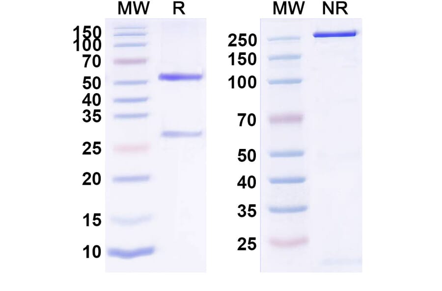 SDS-PAGE - Tovetumab Biosimilar - Anti-PDGFR alpha Antibody - BSA and Azide free (A338596) - Antibodies.com