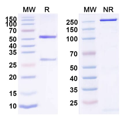 SDS-PAGE - Tovetumab Biosimilar - Anti-PDGFR alpha Antibody - BSA and Azide free (A338596) - Antibodies.com