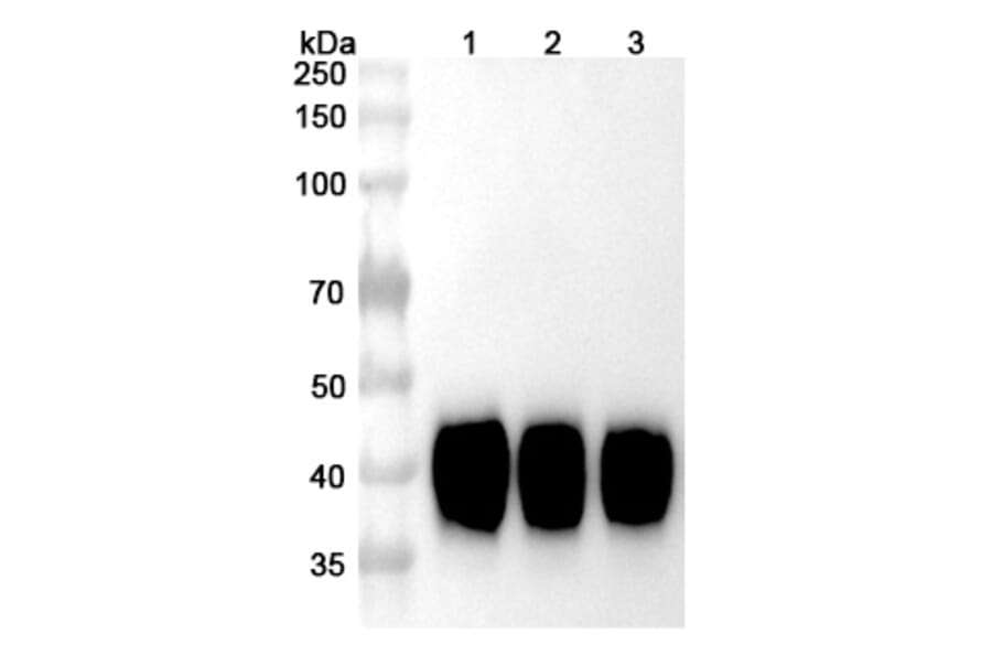 SDS-PAGE - Tisotumab Biosimilar - Anti-Tissue Factor Antibody - BSA and Azide free (A338598) - Antibodies.com