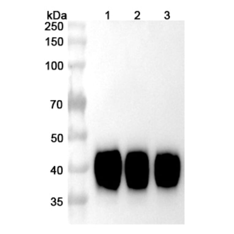 SDS-PAGE - Tisotumab Biosimilar - Anti-Tissue Factor Antibody - BSA and Azide free (A338598) - Antibodies.com