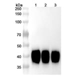 SDS-PAGE - Tisotumab Biosimilar - Anti-Tissue Factor Antibody - BSA and Azide free (A338598) - Antibodies.com