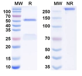 SDS-PAGE - Imaprelimab Biosimilar - Anti-CD146 Antibody - BSA and Azide free (A338599) - Antibodies.com