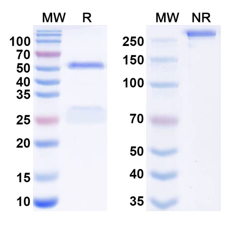 SDS-PAGE - Imaprelimab Biosimilar - Anti-CD146 Antibody - BSA and Azide free (A338599) - Antibodies.com