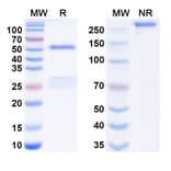 SDS-PAGE - Imaprelimab Biosimilar - Anti-CD146 Antibody - BSA and Azide free (A338599) - Antibodies.com