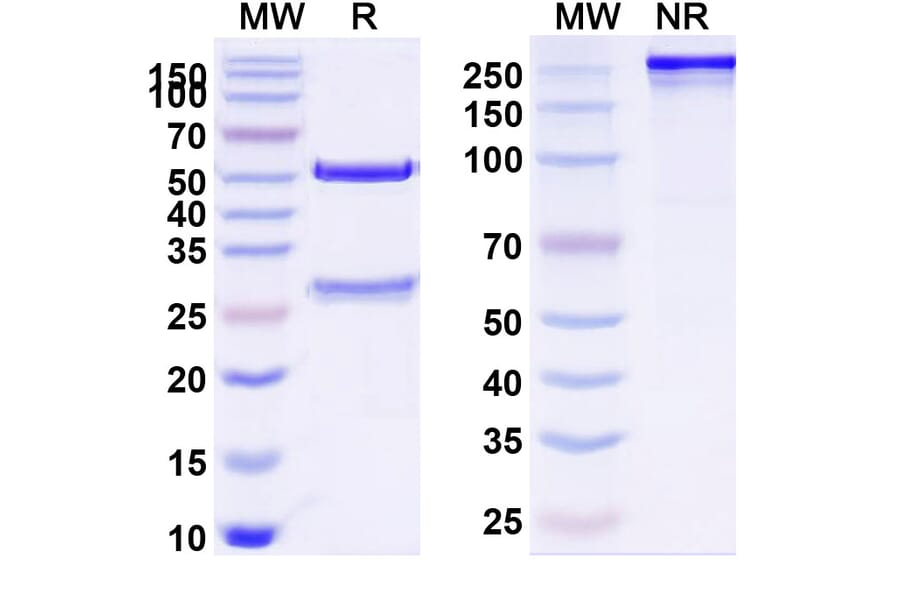 SDS-PAGE - Meplazumab Biosimilar - Anti-CD147 Antibody - BSA and Azide free (A338600) - Antibodies.com