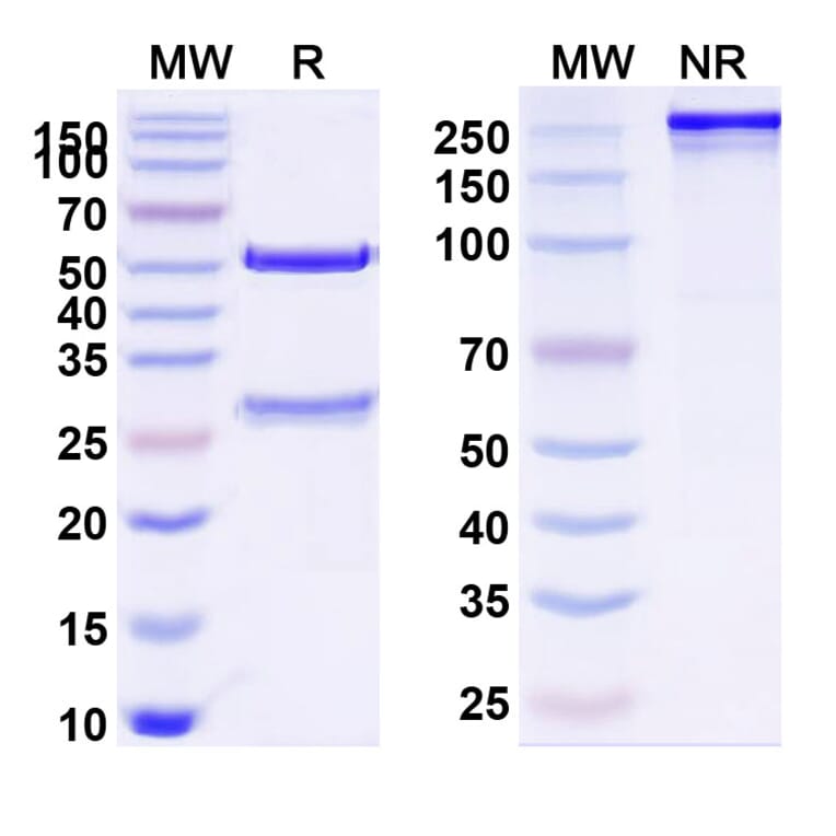 SDS-PAGE - Meplazumab Biosimilar - Anti-CD147 Antibody - BSA and Azide free (A338600) - Antibodies.com