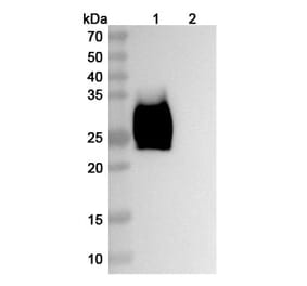 SDS-PAGE - Ziralimumab Biosimilar - Anti-CD147 Antibody - BSA and Azide free (A338601) - Antibodies.com