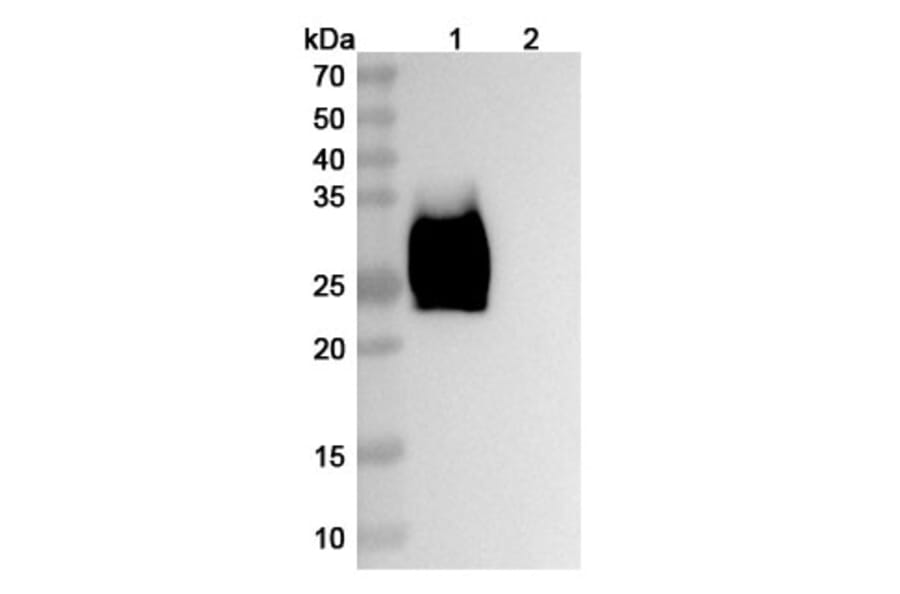 SDS-PAGE - Ziralimumab Biosimilar - Anti-CD147 Antibody - BSA and Azide free (A338601) - Antibodies.com