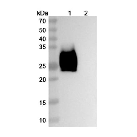 SDS-PAGE - Ziralimumab Biosimilar - Anti-CD147 Antibody - BSA and Azide free (A338601) - Antibodies.com