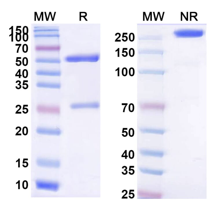 SDS-PAGE - Gavilimomab Biosimilar - Anti-CD147 Antibody - BSA and Azide free (A338602) - Antibodies.com
