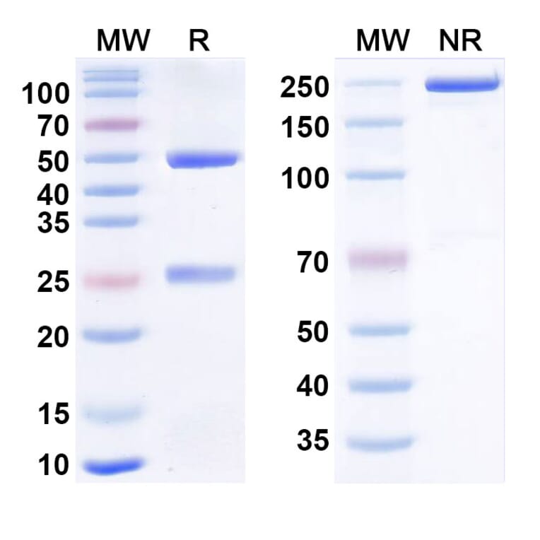 SDS-PAGE - Zalifrelimab Biosimilar - Anti-CTLA-4 Antibody - BSA and Azide free (A338603) - Antibodies.com