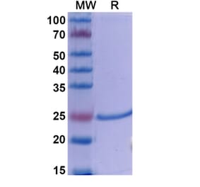 SDS-PAGE - Dapirolizumab Biosimilar - Anti-TNFSF5 Antibody - BSA and Azide free (A338608) - Antibodies.com