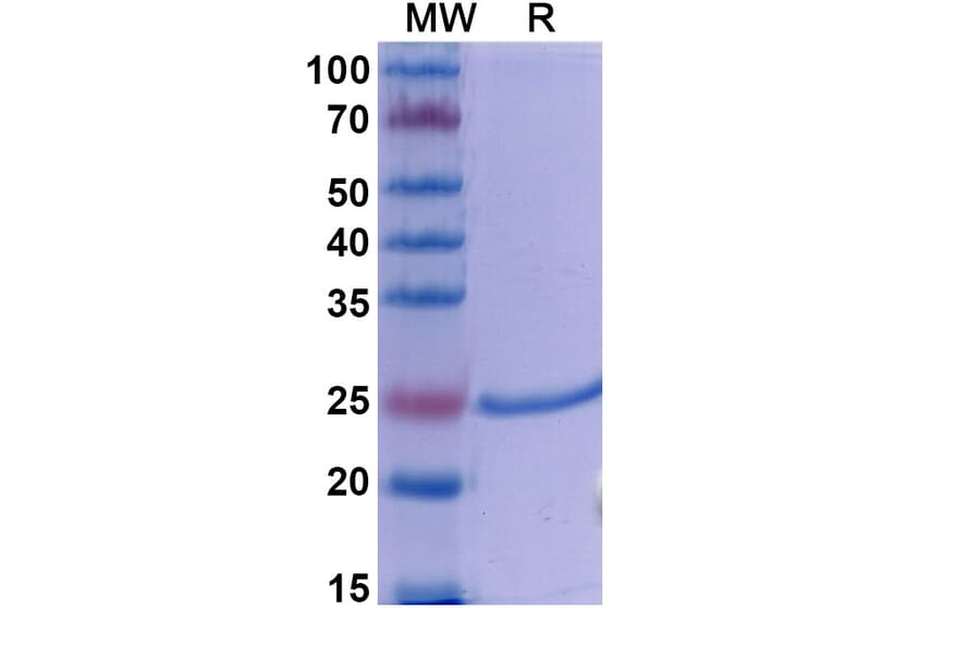 SDS-PAGE - Dapirolizumab Biosimilar - Anti-TNFSF5 Antibody - BSA and Azide free (A338608) - Antibodies.com