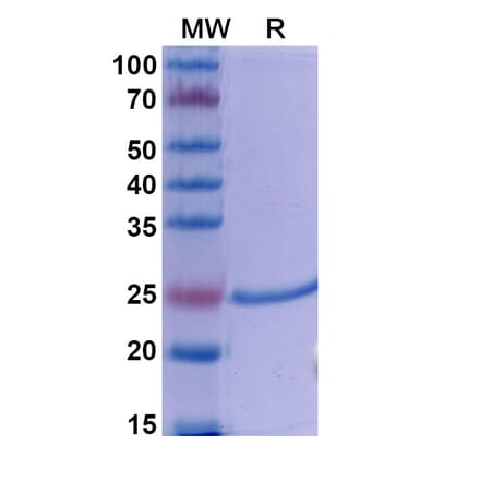 SDS-PAGE - Dapirolizumab Biosimilar - Anti-TNFSF5 Antibody - BSA and Azide free (A338608) - Antibodies.com