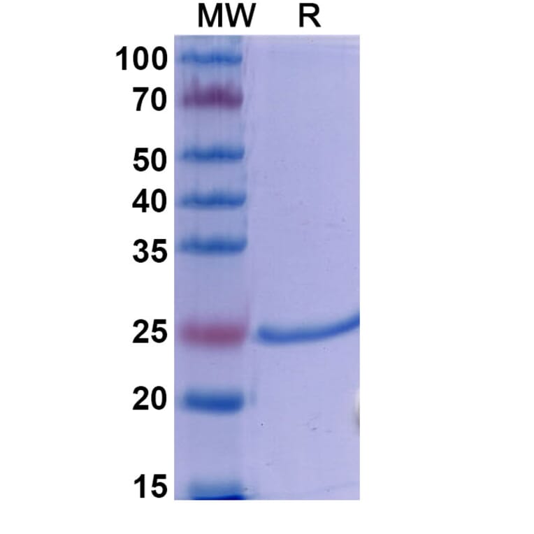 SDS-PAGE - Dapirolizumab Biosimilar - Anti-TNFSF5 Antibody - BSA and Azide free (A338608) - Antibodies.com