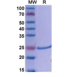 SDS-PAGE - Dapirolizumab Biosimilar - Anti-TNFSF5 Antibody - BSA and Azide free (A338608) - Antibodies.com