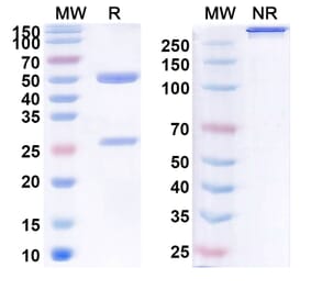 SDS-PAGE - Ruplizumab Biosimilar - Anti-TNFSF5 Antibody - BSA and Azide free (A338609) - Antibodies.com