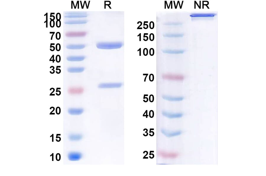 SDS-PAGE - Ruplizumab Biosimilar - Anti-TNFSF5 Antibody - BSA and Azide free (A338609) - Antibodies.com