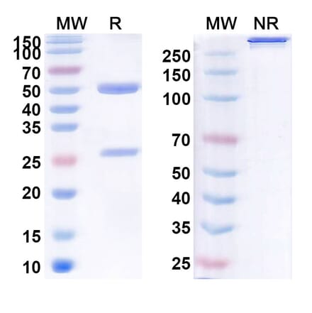 SDS-PAGE - Ruplizumab Biosimilar - Anti-TNFSF5 Antibody - BSA and Azide free (A338609) - Antibodies.com
