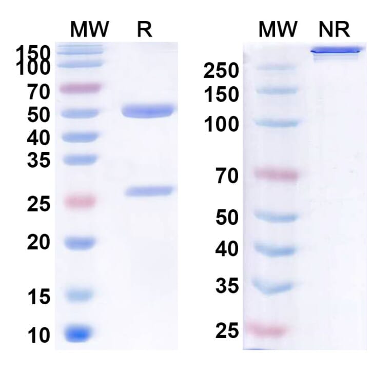 SDS-PAGE - Ruplizumab Biosimilar - Anti-TNFSF5 Antibody - BSA and Azide free (A338609) - Antibodies.com