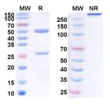 SDS-PAGE - Ruplizumab Biosimilar - Anti-TNFSF5 Antibody - BSA and Azide free (A338609) - Antibodies.com