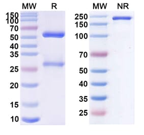 SDS-PAGE - Toralizumab Biosimilar - Anti-TNFSF5 Antibody - BSA and Azide free (A338610) - Antibodies.com