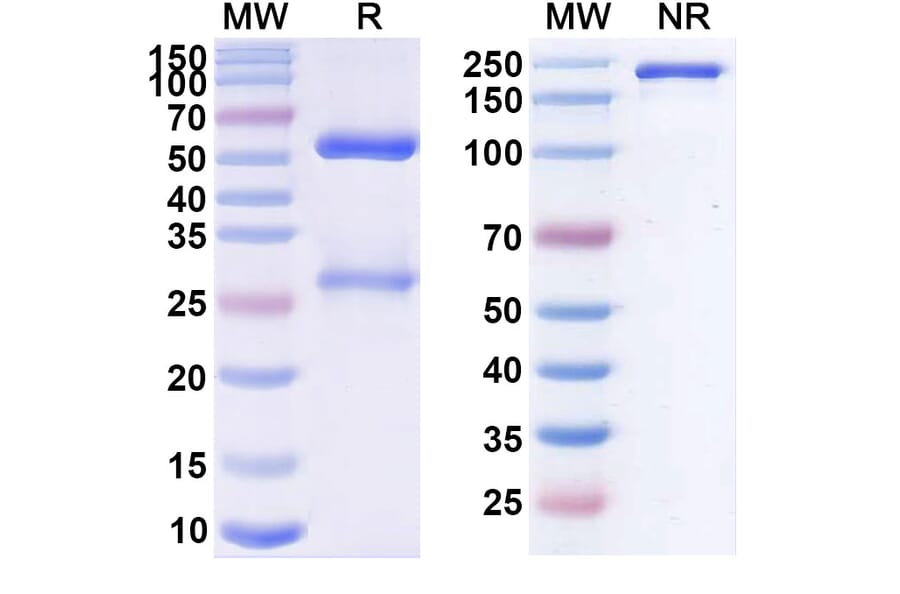 SDS-PAGE - Toralizumab Biosimilar - Anti-TNFSF5 Antibody - BSA and Azide free (A338610) - Antibodies.com