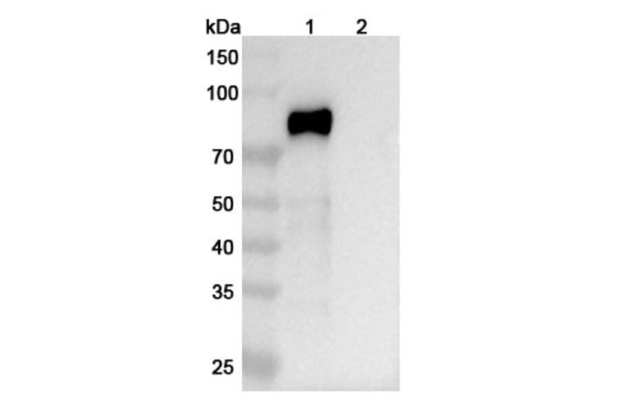 SDS-PAGE - Lacutamab Biosimilar - Anti-KIR3DL2 Antibody - BSA and Azide free (A338612) - Antibodies.com