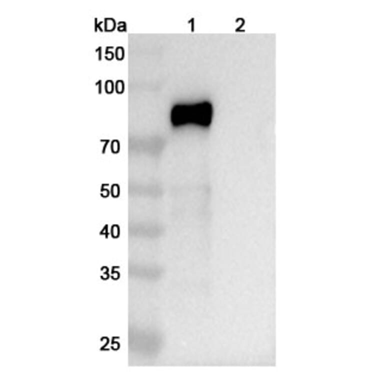 SDS-PAGE - Lacutamab Biosimilar - Anti-KIR3DL2 Antibody - BSA and Azide free (A338612) - Antibodies.com