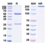 SDS-PAGE - Monalizumab Biosimilar - Anti-NKG2A Antibody - BSA and Azide free (A338613) - Antibodies.com