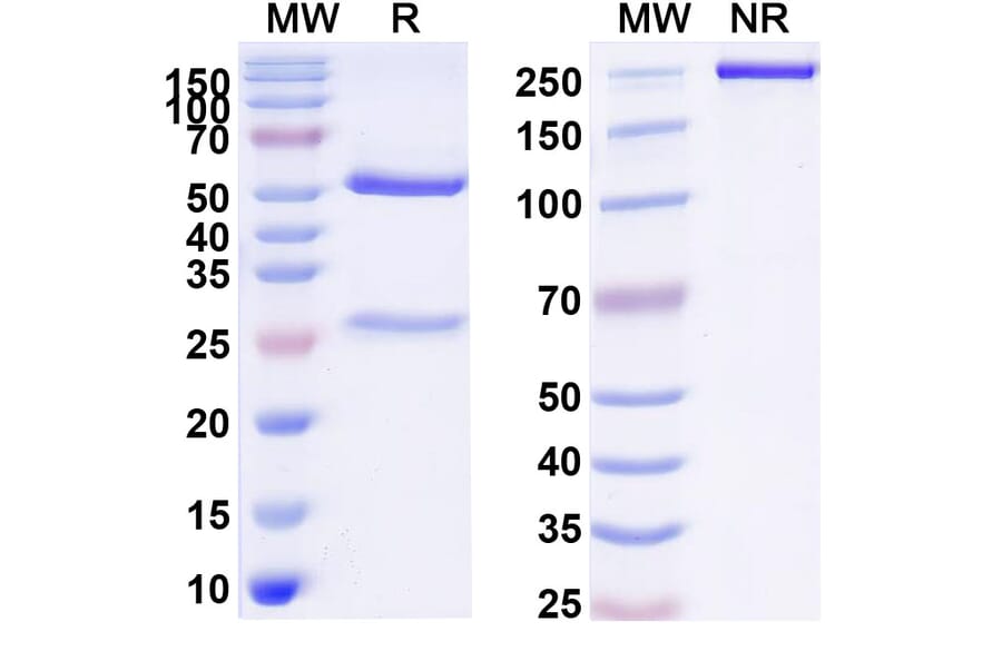 SDS-PAGE - Praluzatamab Biosimilar - Anti-CD166 Antibody - BSA and Azide free (A338614) - Antibodies.com