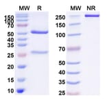 SDS-PAGE - Praluzatamab Biosimilar - Anti-CD166 Antibody - BSA and Azide free (A338614) - Antibodies.com