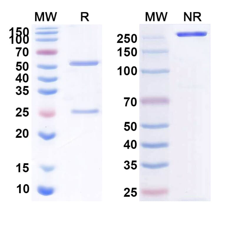 SDS-PAGE - Tenatumomab Biosimilar - Anti-Tenascin C Antibody - BSA and Azide free (A338615) - Antibodies.com