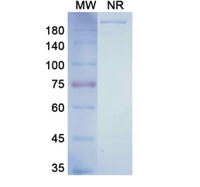 SDS-PAGE - Ulocuplumab Biosimilar - Anti-CXCR4 Antibody - BSA and Azide free (A338616) - Antibodies.com