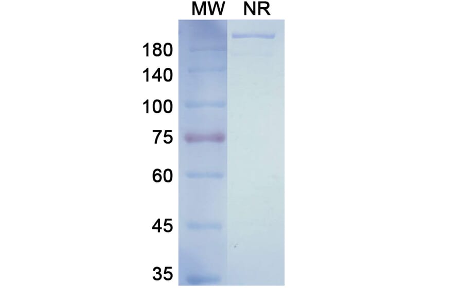 SDS-PAGE - Ulocuplumab Biosimilar - Anti-CXCR4 Antibody - BSA and Azide free (A338616) - Antibodies.com