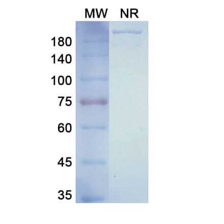 SDS-PAGE - Ulocuplumab Biosimilar - Anti-CXCR4 Antibody - BSA and Azide free (A338616) - Antibodies.com
