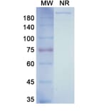 SDS-PAGE - Ulocuplumab Biosimilar - Anti-CXCR4 Antibody - BSA and Azide free (A338616) - Antibodies.com