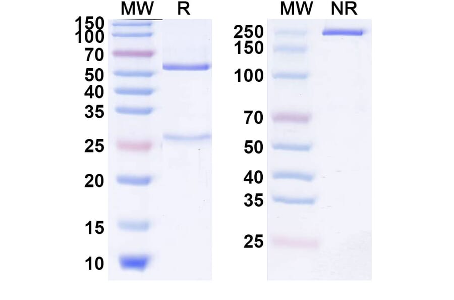 SDS-PAGE - Samalizumab Biosimilar - Anti-CD200 Antibody - BSA and Azide free (A338619) - Antibodies.com