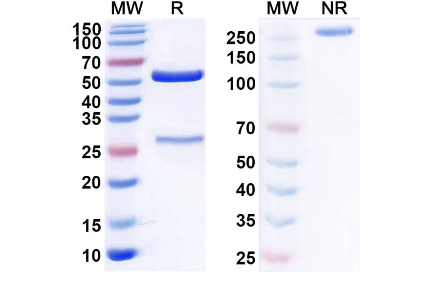 SDS-PAGE - Ganitumab Biosimilar - Anti-IGF1R Antibody - BSA and Azide free (A338620) - Antibodies.com