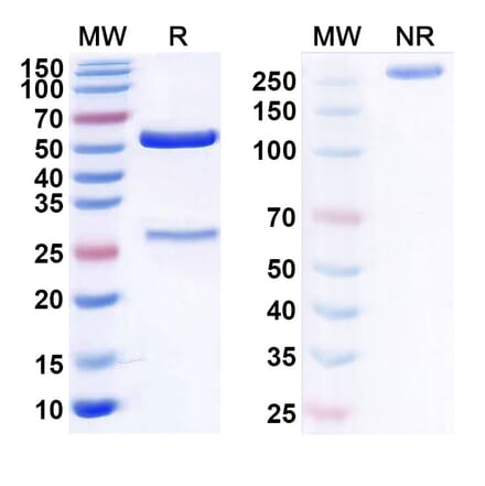 SDS-PAGE - Ganitumab Biosimilar - Anti-IGF1R Antibody - BSA and Azide free (A338620) - Antibodies.com