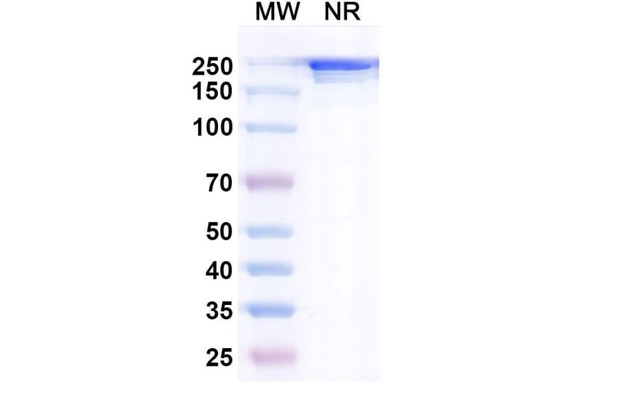 SDS-PAGE - Cixutumumab Biosimilar - Anti-IGF1R Antibody - BSA and Azide free (A338621) - Antibodies.com