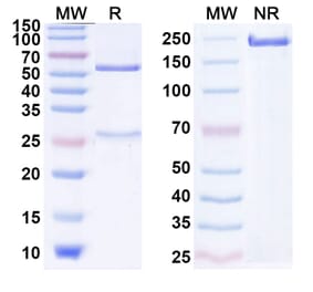 SDS-PAGE - Figitumumab Biosimilar - Anti-IGF1R Antibody - BSA and Azide free (A338622) - Antibodies.com