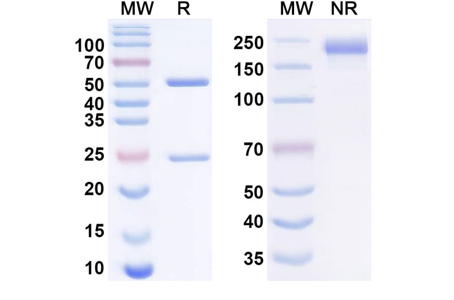 SDS-PAGE - Relatlimab Biosimilar - Anti-LAG 3 Antibody - BSA and Azide free (A338625) - Antibodies.com
