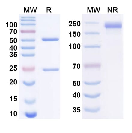 SDS-PAGE - Relatlimab Biosimilar - Anti-LAG 3 Antibody - BSA and Azide free (A338625) - Antibodies.com