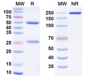 SDS-PAGE - Fianlimab Biosimilar - Anti-LAG 3 Antibody - BSA and Azide free (A338627) - Antibodies.com