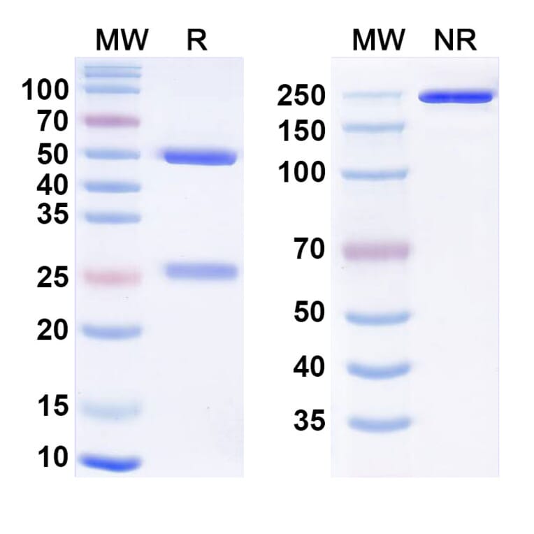 SDS-PAGE - Fianlimab Biosimilar - Anti-LAG 3 Antibody - BSA and Azide free (A338627) - Antibodies.com