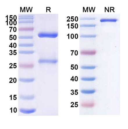 SDS-PAGE - Miptenalimab Biosimilar - Anti-LAG 3 Antibody - BSA and Azide free (A338628) - Antibodies.com