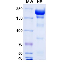 SDS-PAGE - Gatipotuzumab Biosimilar - Anti-MUC1 Antibody - BSA and Azide free (A338630) - Antibodies.com
