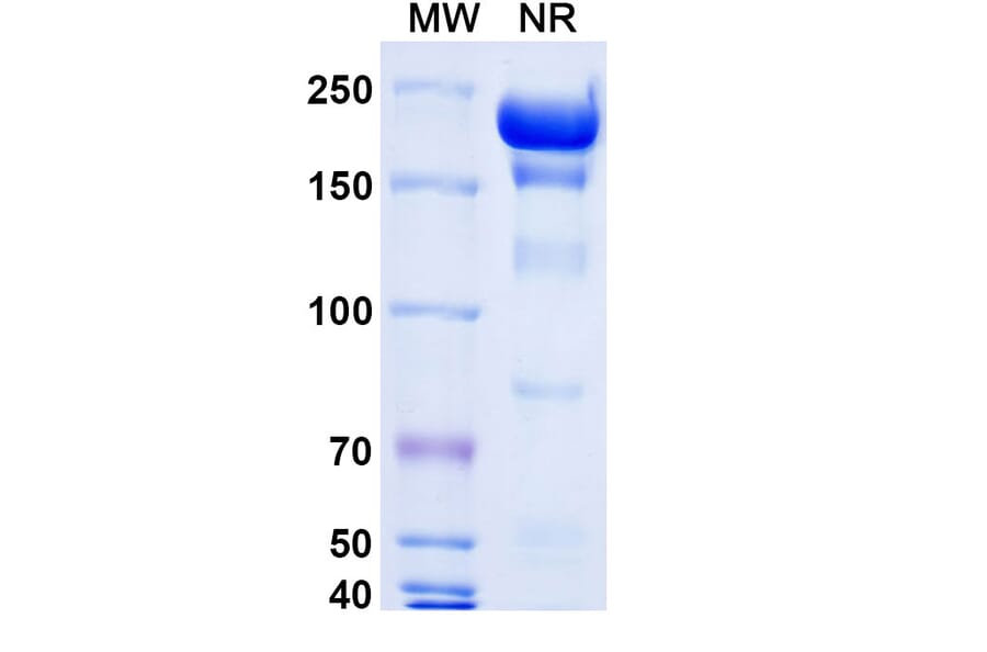 SDS-PAGE - Gatipotuzumab Biosimilar - Anti-MUC1 Antibody - BSA and Azide free (A338630) - Antibodies.com